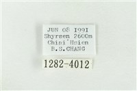 連珠波紋蛾藏品圖，第3張