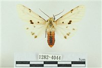 菊池污燈蛾藏品圖，第1張