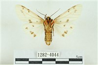 菊池污燈蛾藏品圖，第2張