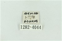 菊池污燈蛾藏品圖，第3張