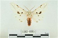 菊池污燈蛾藏品圖，第1張