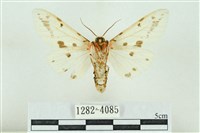 菊池污燈蛾藏品圖，第2張