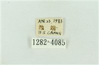 菊池污燈蛾藏品圖，第3張