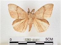 木毒蛾藏品圖，第1張