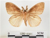 木毒蛾藏品圖，第2張