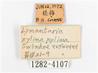 木毒蛾藏品圖，第3張