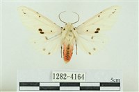 菊池污燈蛾藏品圖，第1張