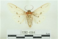 菊池污燈蛾藏品圖，第2張