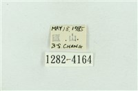 菊池污燈蛾藏品圖，第3張