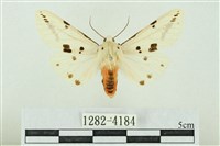 菊池污燈蛾藏品圖，第1張