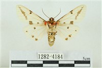 菊池污燈蛾藏品圖，第2張