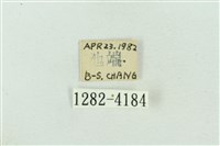 菊池污燈蛾藏品圖，第3張