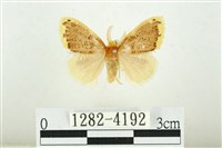 黑翅黃毒蛾藏品圖，第1張