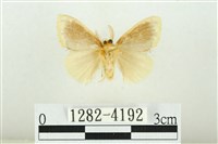 黑翅黃毒蛾藏品圖，第2張