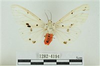 菊池污燈蛾藏品圖，第1張