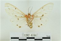 菊池污燈蛾藏品圖，第2張