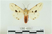 菊池污燈蛾藏品圖，第1張