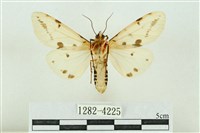 菊池污燈蛾藏品圖，第2張