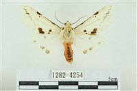 菊池污燈蛾藏品圖，第1張