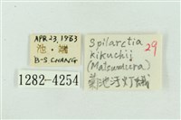 菊池污燈蛾藏品圖，第3張