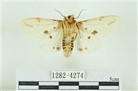 菊池污燈蛾藏品圖，第2張