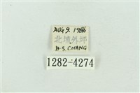 菊池污燈蛾藏品圖，第3張