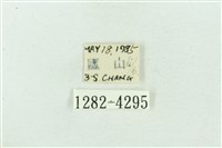 菊池污燈蛾藏品圖，第3張