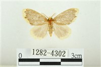 黑翅黃毒蛾藏品圖，第1張