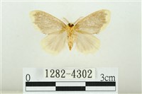 黑翅黃毒蛾藏品圖，第2張