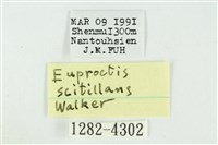 黑翅黃毒蛾藏品圖，第3張