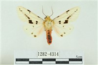 菊池污燈蛾藏品圖，第1張