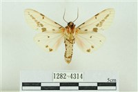 菊池污燈蛾藏品圖，第2張