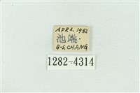 菊池污燈蛾藏品圖，第3張