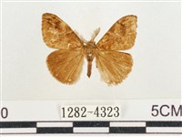 小白紋毒蛾藏品圖，第1張