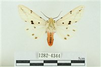 菊池污燈蛾藏品圖，第1張