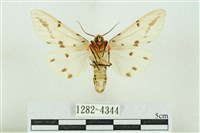 菊池污燈蛾藏品圖，第2張