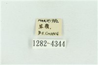 菊池污燈蛾藏品圖，第3張