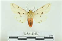 菊池污燈蛾藏品圖，第1張