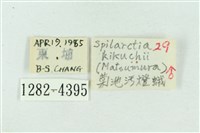 菊池污燈蛾藏品圖，第3張