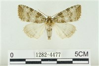 臺灣銀斑異波紋蛾藏品圖，第1張