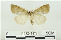 臺灣銀斑異波紋蛾藏品圖，第2張