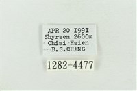 臺灣銀斑異波紋蛾藏品圖，第3張