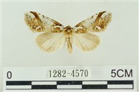 臺美波紋蛾藏品圖，第1張