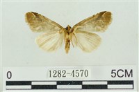 臺美波紋蛾藏品圖，第2張