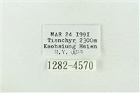 臺美波紋蛾藏品圖，第3張