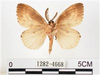 木毒蛾藏品圖，第2張