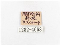 木毒蛾藏品圖，第3張