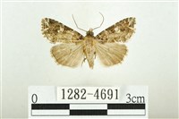 白斑散紋夜蛾藏品圖，第1張