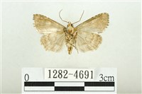 白斑散紋夜蛾藏品圖，第2張