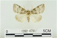 臺灣銀斑異波紋蛾藏品圖，第1張